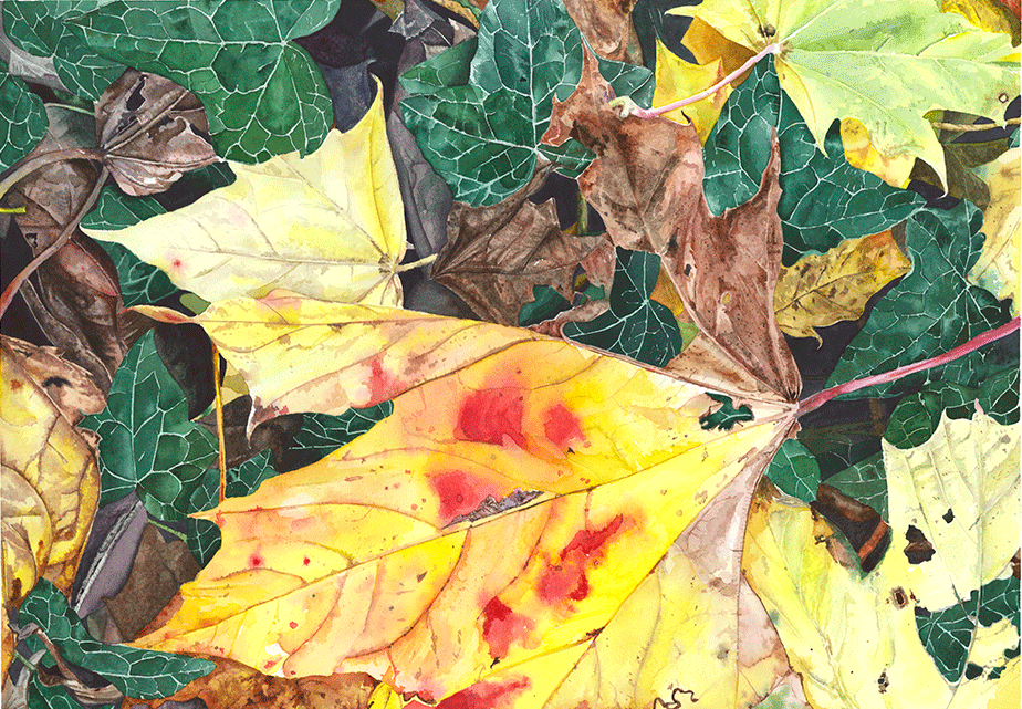 maple leaf turns yellow -L3