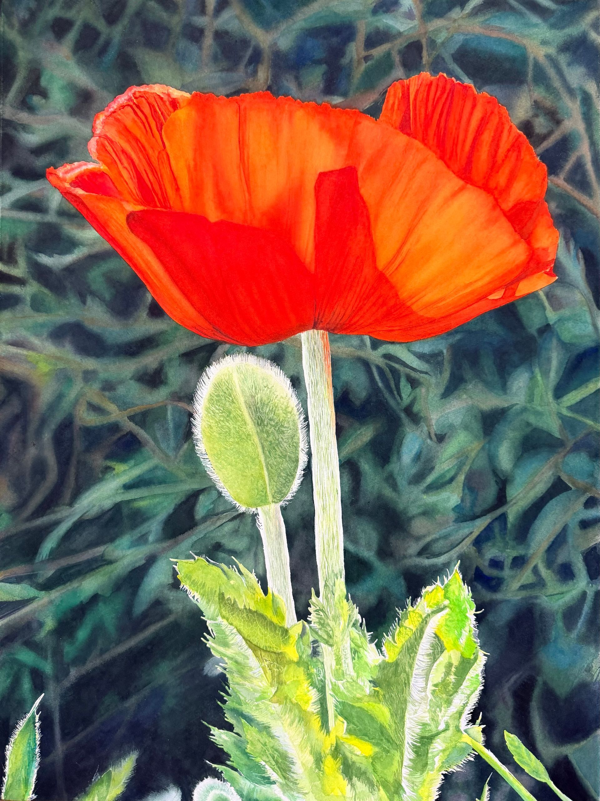 orange poppy with green background
