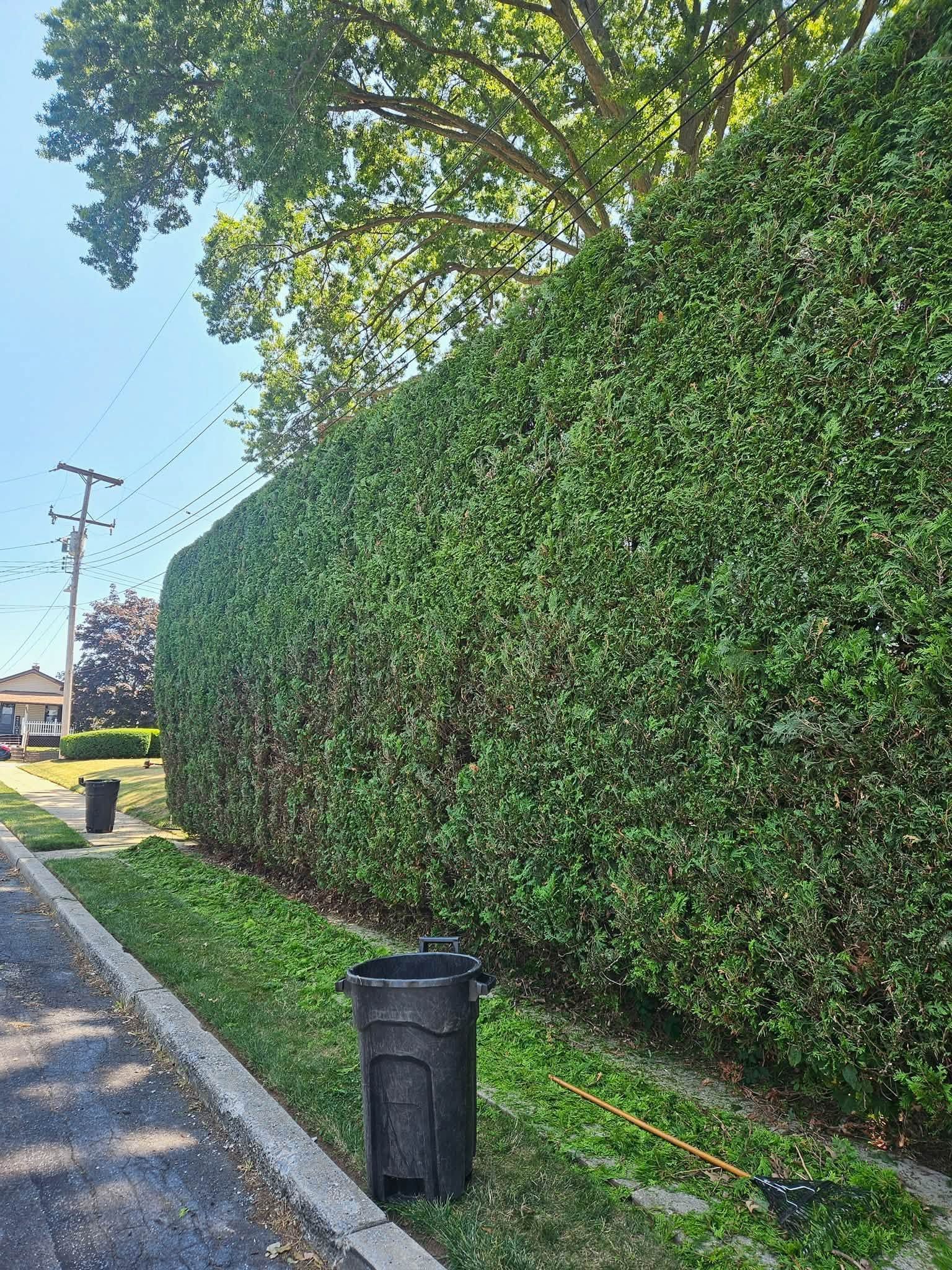 Tall green hedge along a sidewalk with a black trash bin and trees overhead