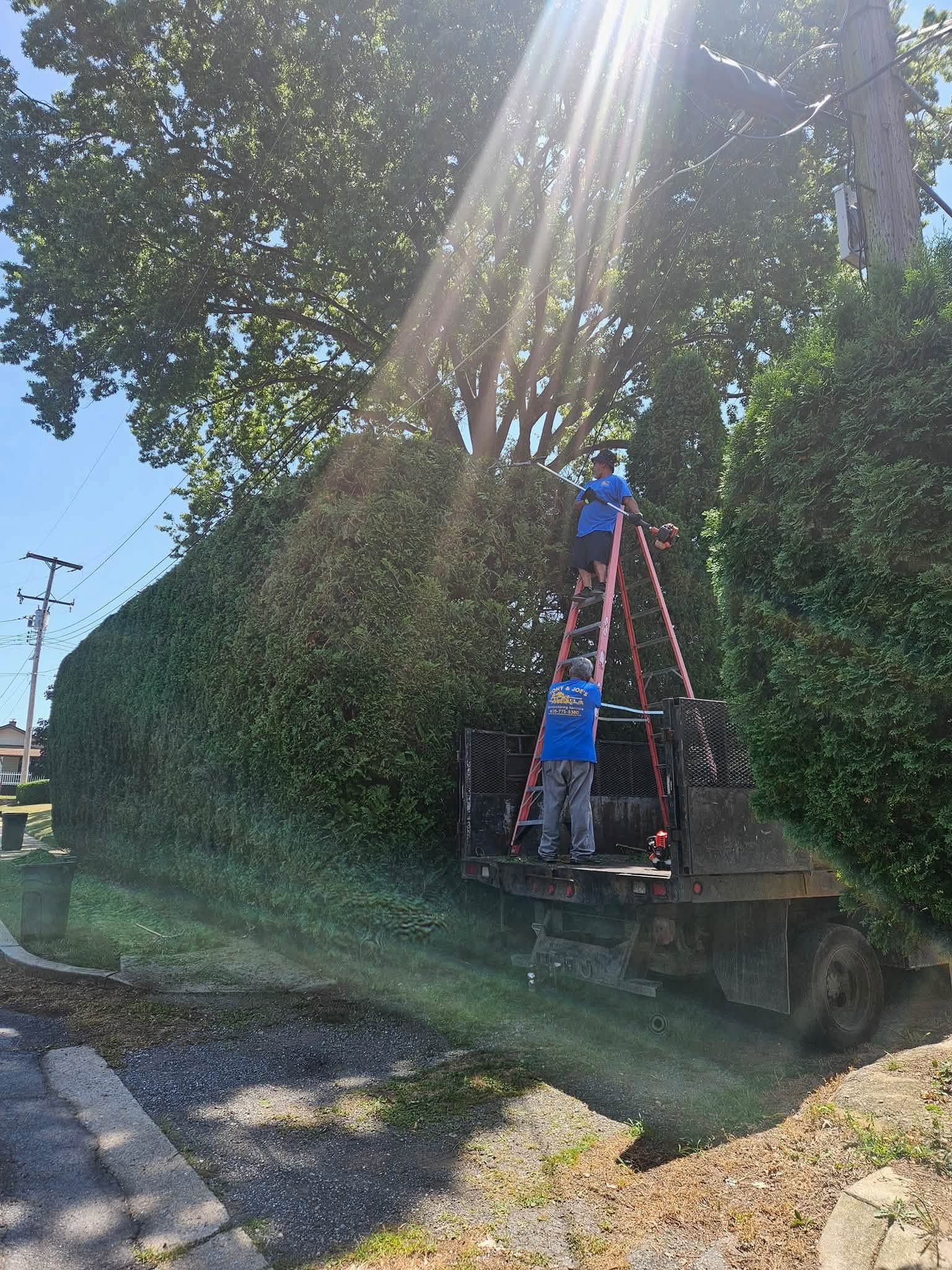 Two workers on a bucket lift trimming trees beside a roadside in bright sunlight