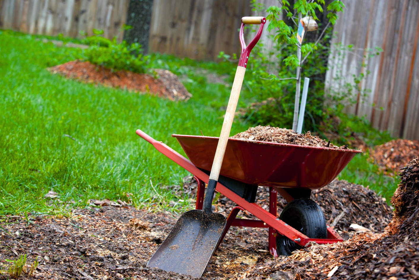 Red wheelbarrow with soil and a shovel in a garden beside a wooden fence.