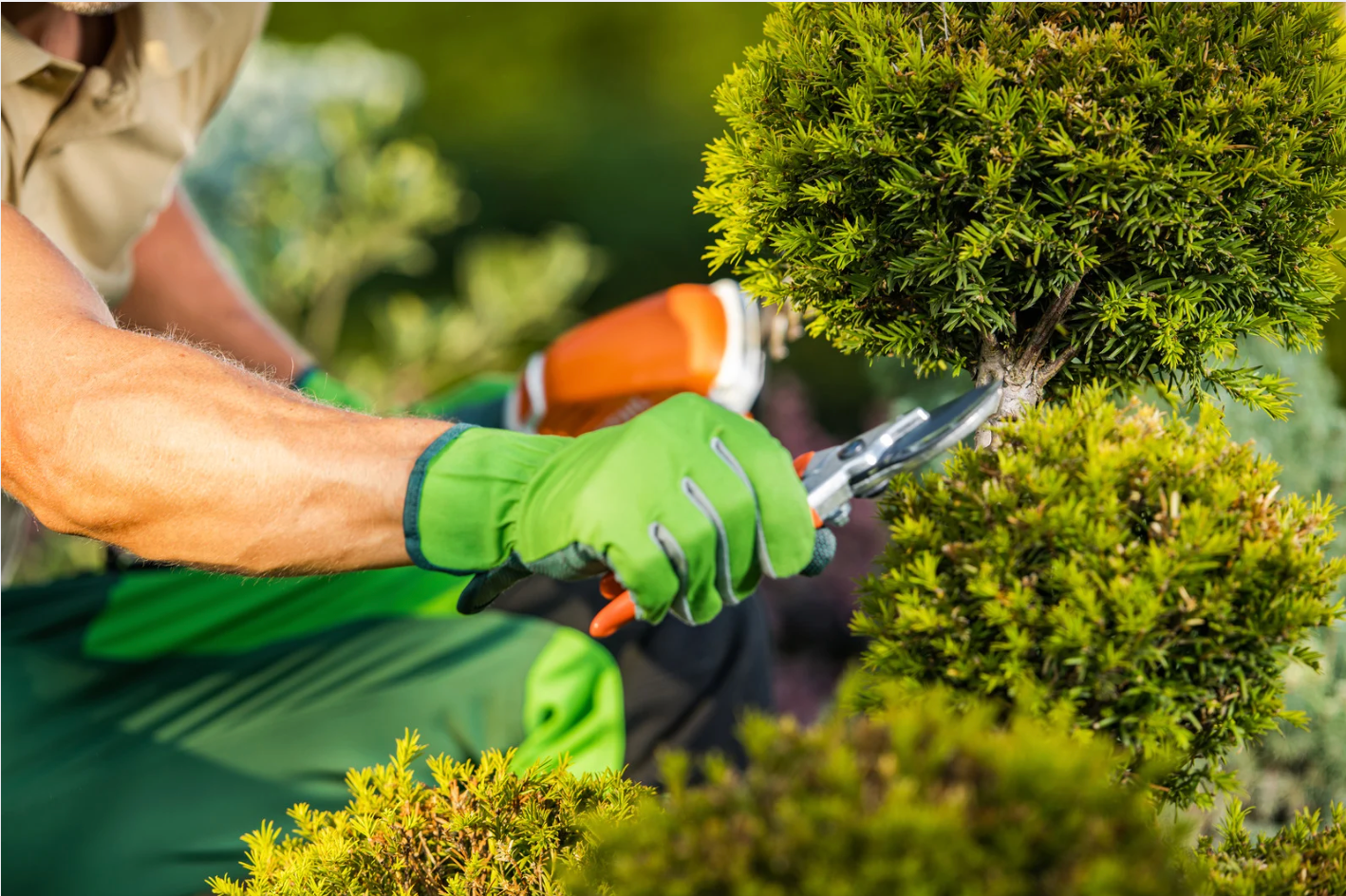 Gardener in green gloves trimming a bush with pruning shears in a sunny garden