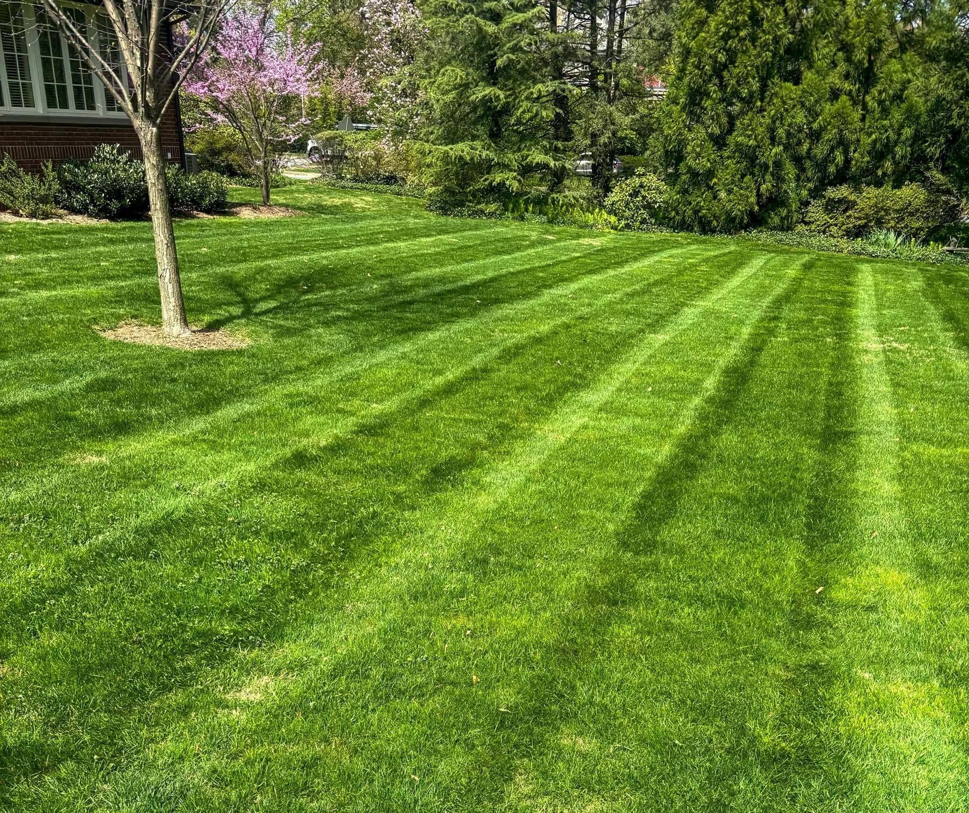 Sunny green lawn with diagonal mower stripes, bordered by trees and shrubs