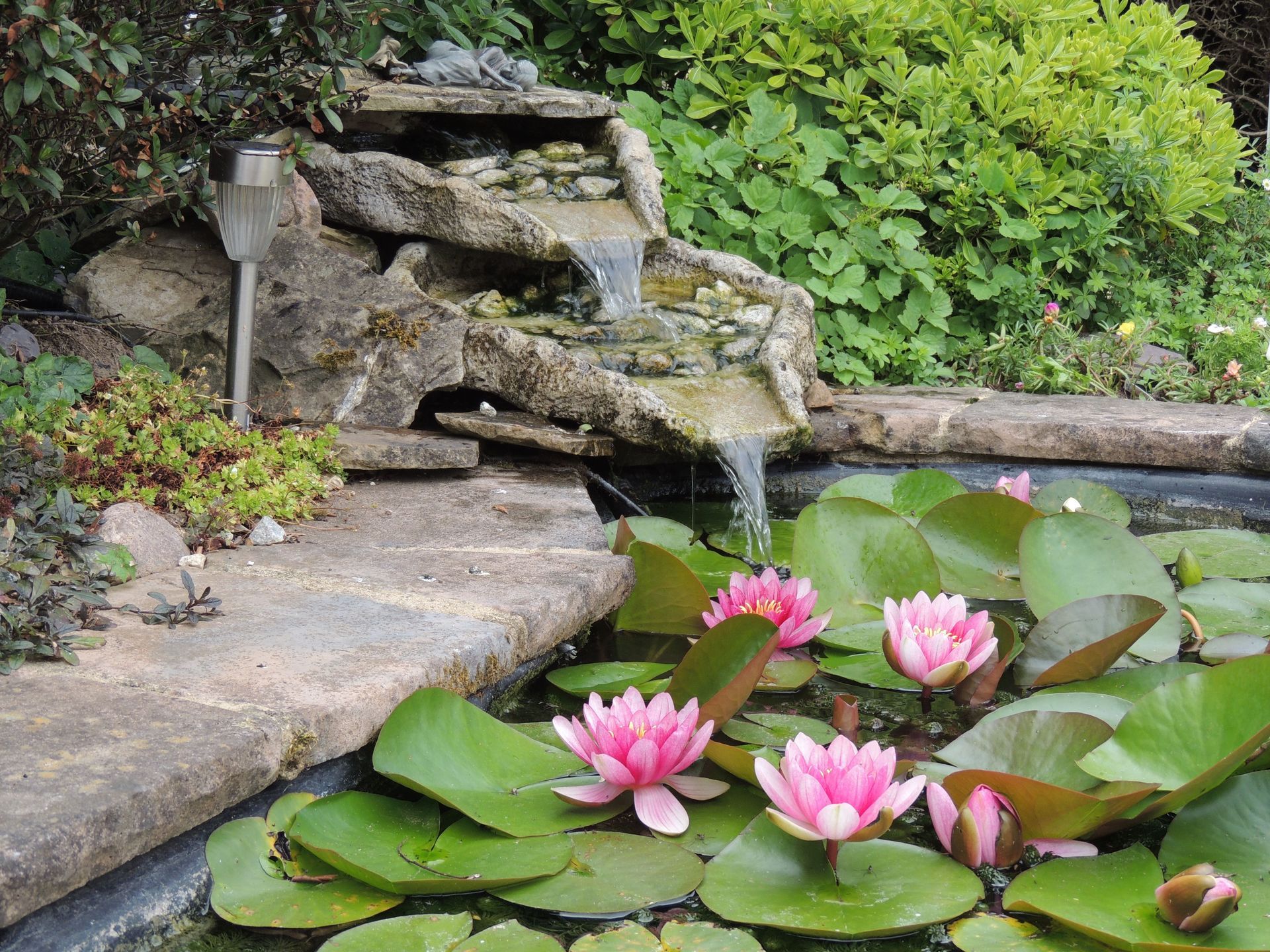 Pink water lilies in a small pond beside a stone waterfall and garden rocks