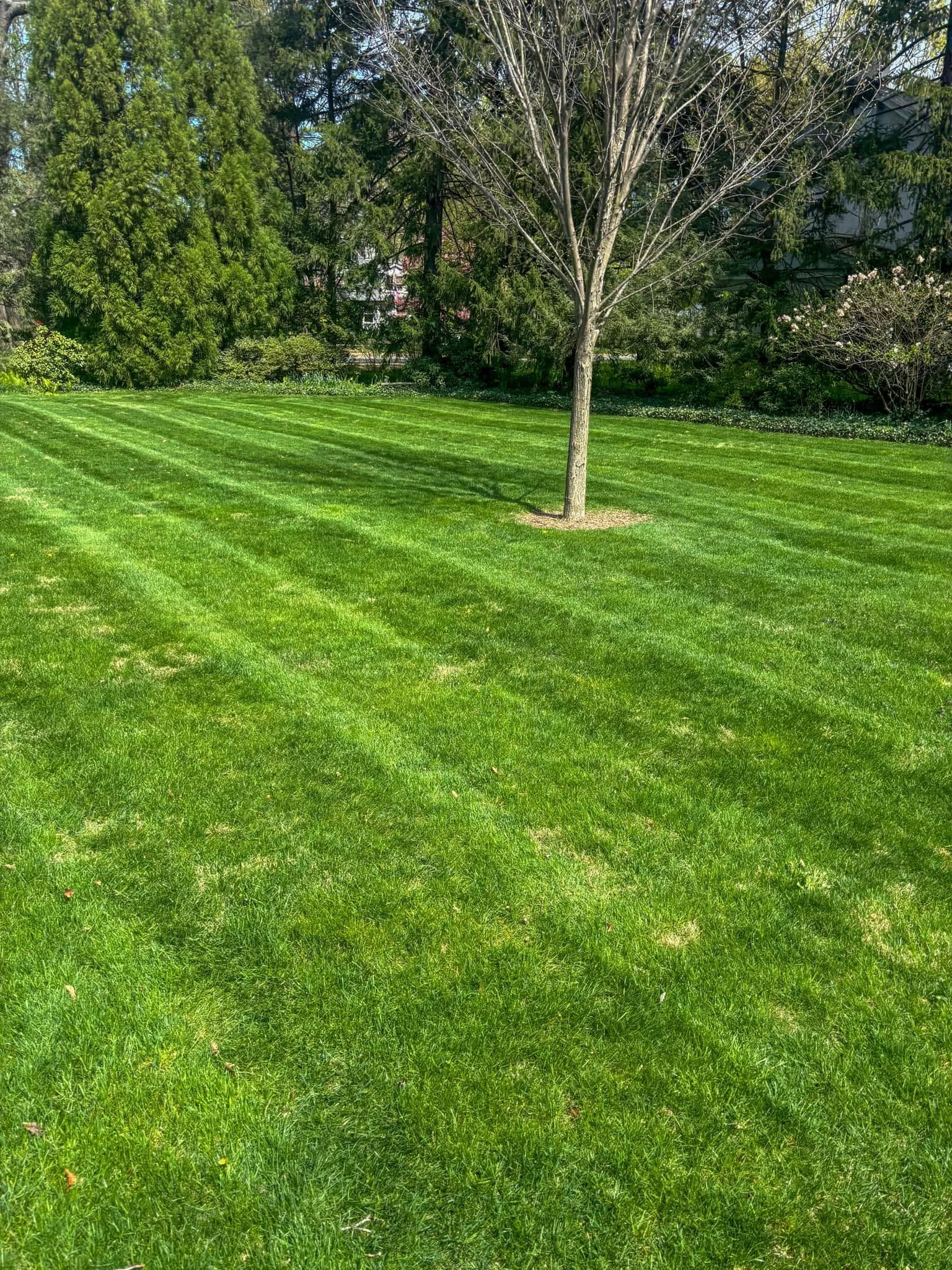 Sunny green lawn with a young tree and dense shrubs in the background