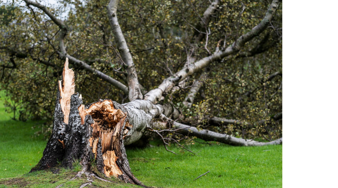 Upended tree with a broken trunk lying on green grass in a wooded area