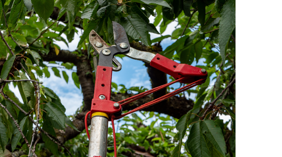 Red pruning shears cutting a tree branch among green leaves, with blue sky in the background