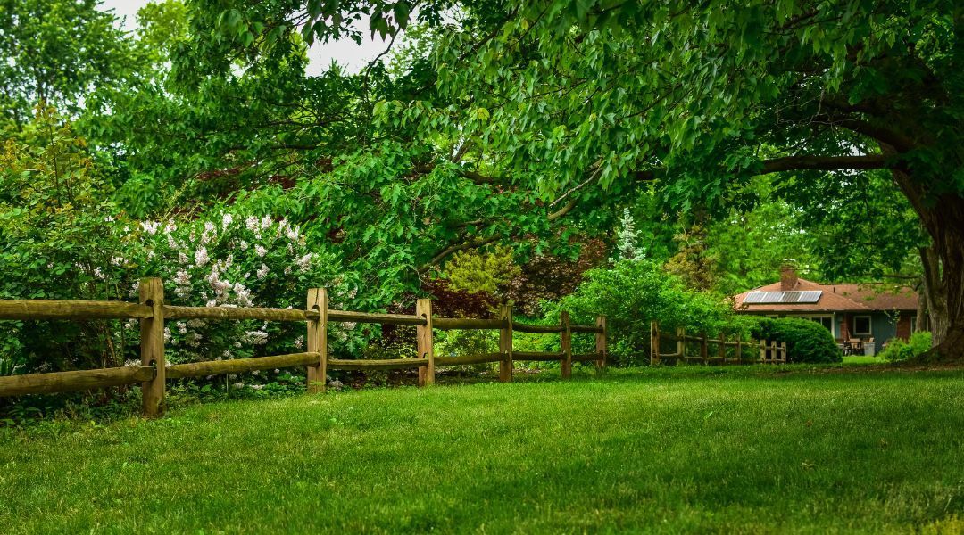 Lush green park with a wooden fence, large trees, and grass under bright daylight