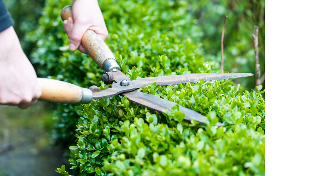 Person trimming green hedge with hedge clippers outdoors