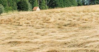 A field of hay with a small house in the background.