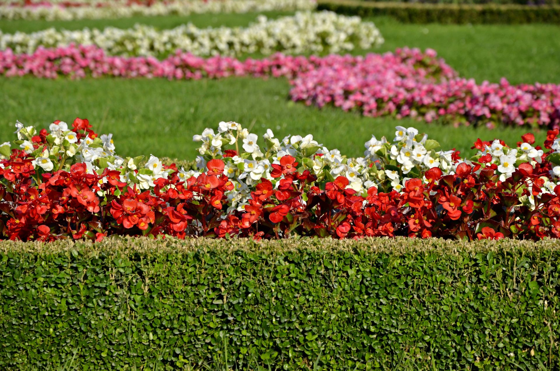 There are many different types of flowers in the garden.