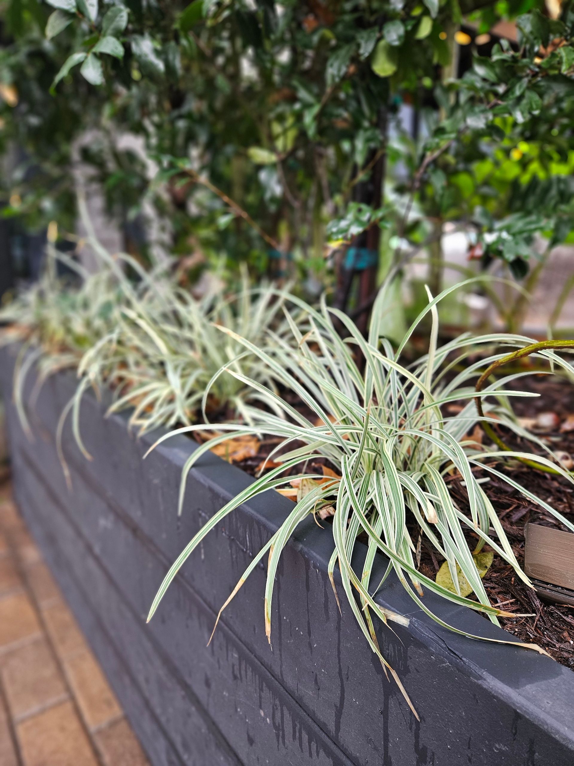 A row of plants growing in a black planter.