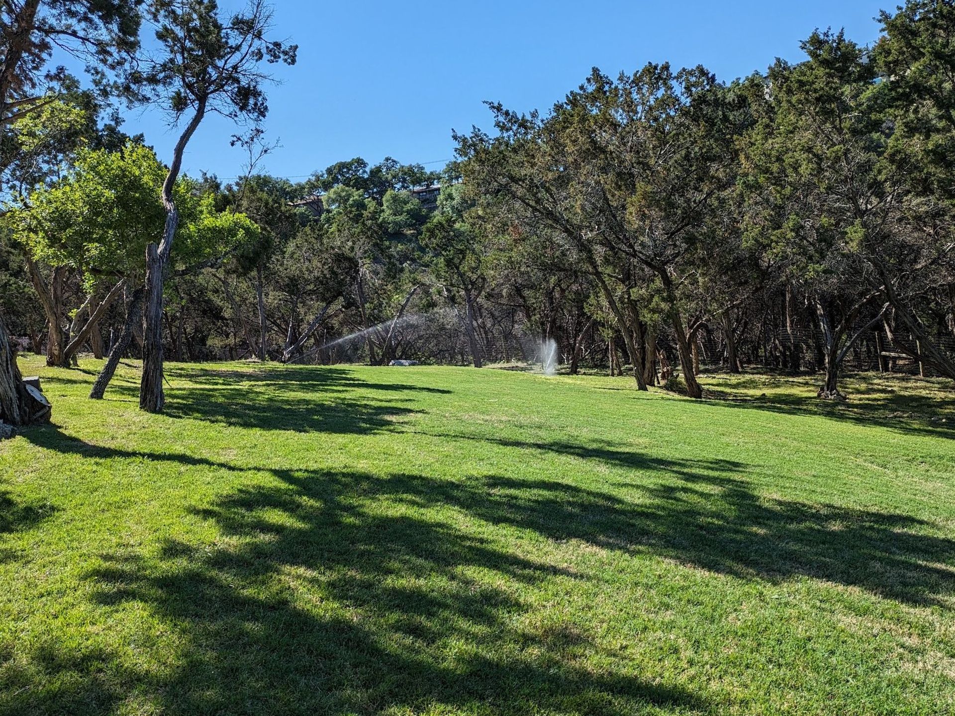 A lush green field surrounded by trees on a sunny day.