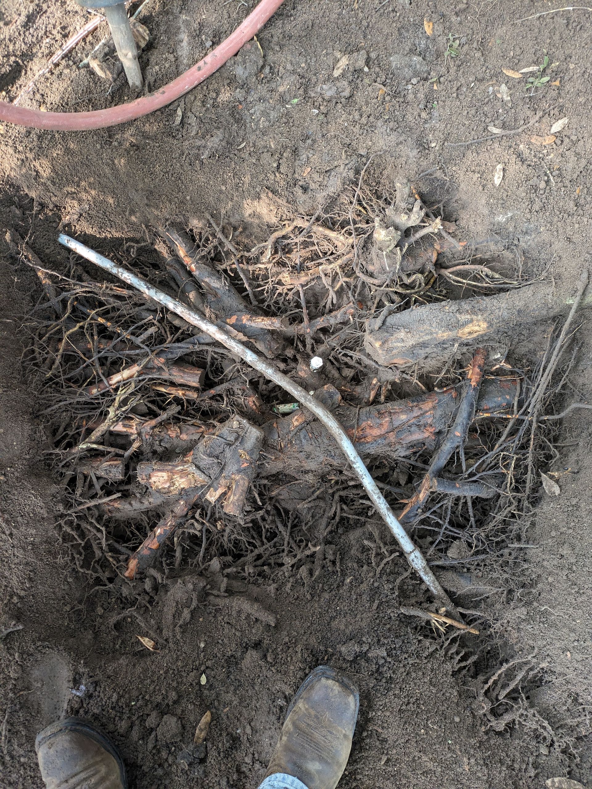 A person is standing next to a pile of roots in the dirt.