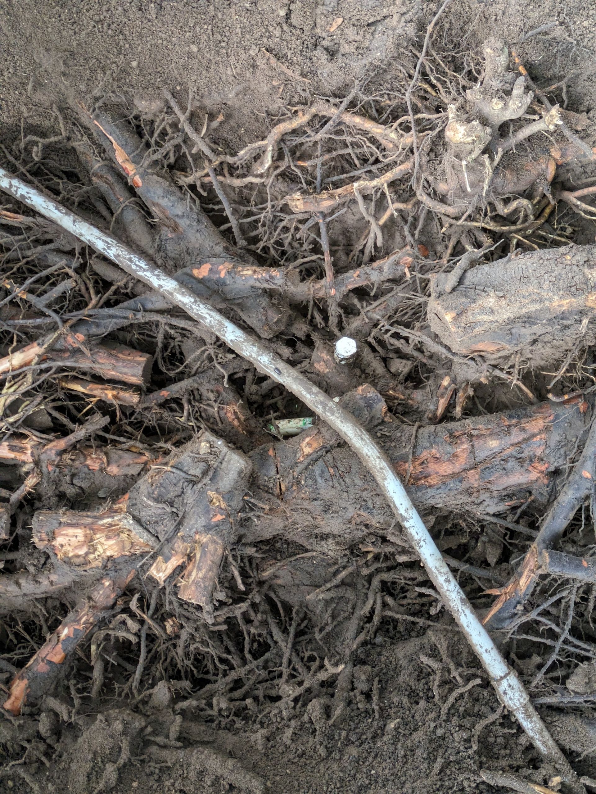 A bunch of roots and branches are laying on the ground.