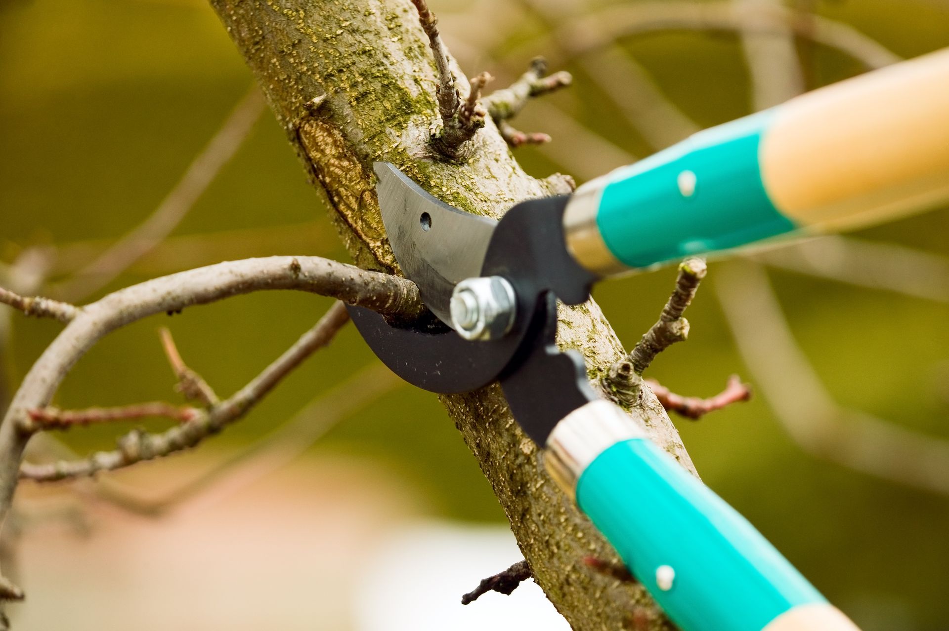 A person is cutting a tree branch with a pair of scissors.