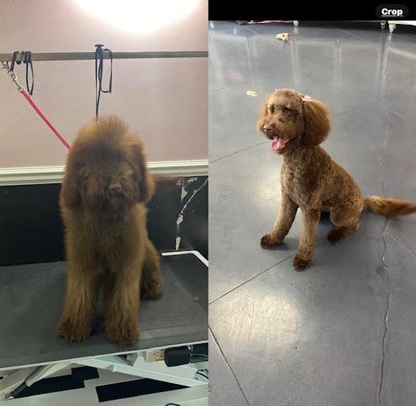 Lorrie's Paw Spa Pet Grooming Rancho Cucamonga