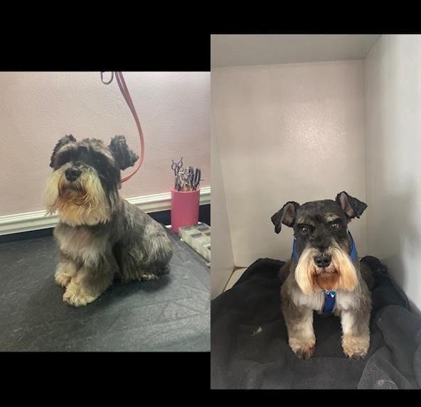 Lorrie's Paw Spa Pet Grooming Rancho Cucamonga