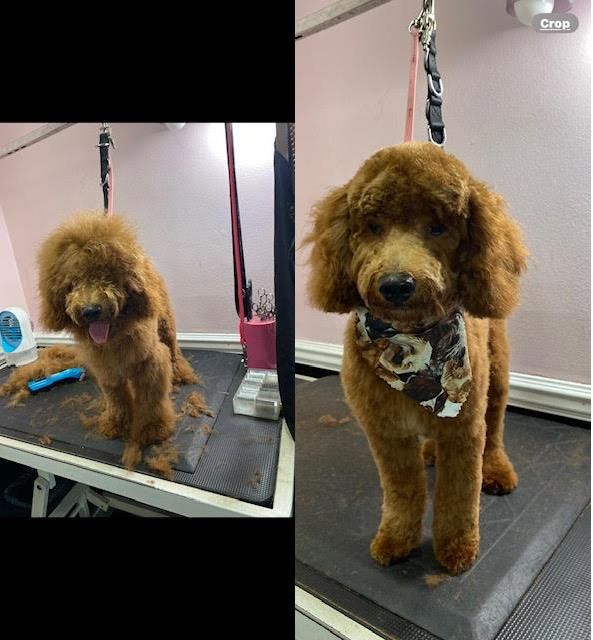 Lorrie's Paw Spa Pet Grooming Rancho Cucamonga