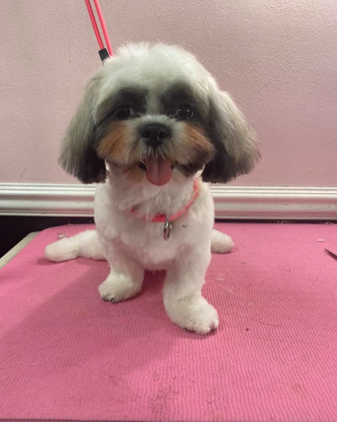 pet grooming gallery