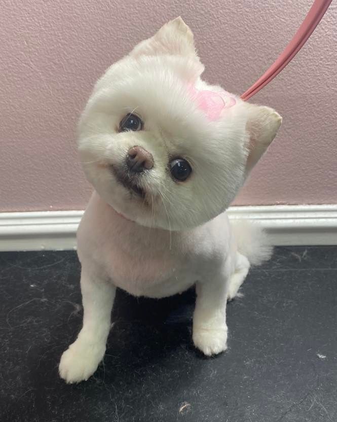 pet grooming gallery