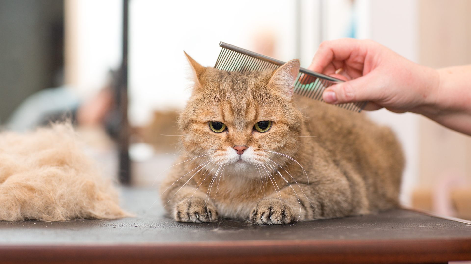 pet grooming services