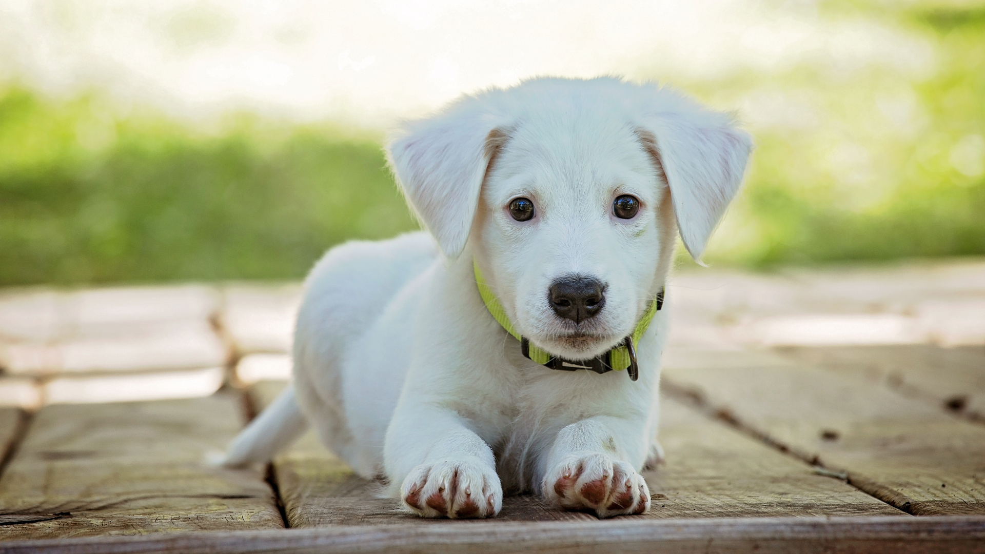 pet grooming services