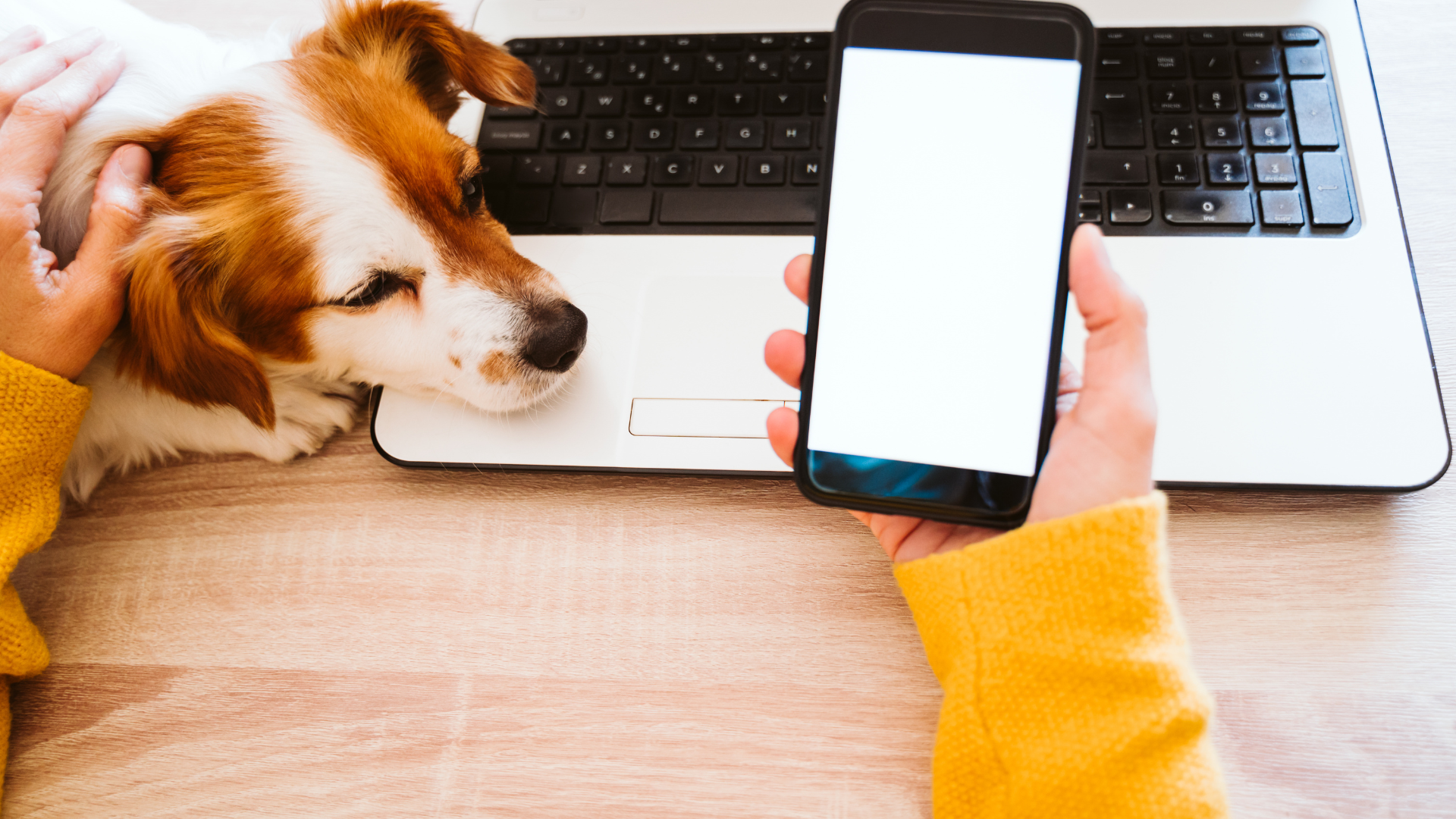 pet grooming services