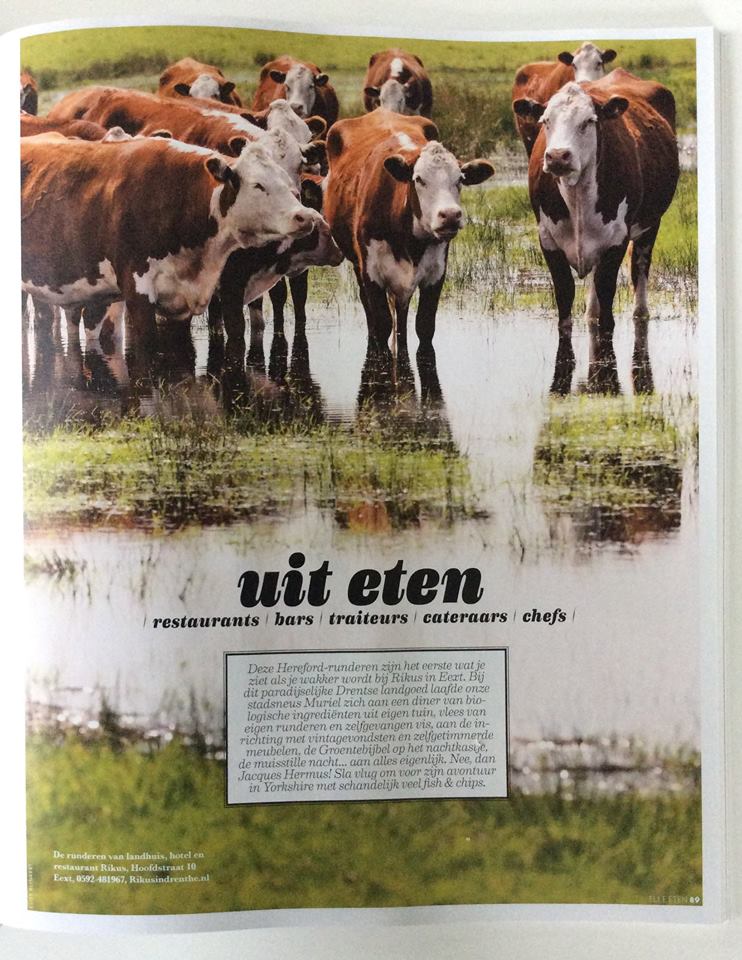 Koeien in een overstroomd veld, kijkend naar de toeschouwer. De tekst luidt 