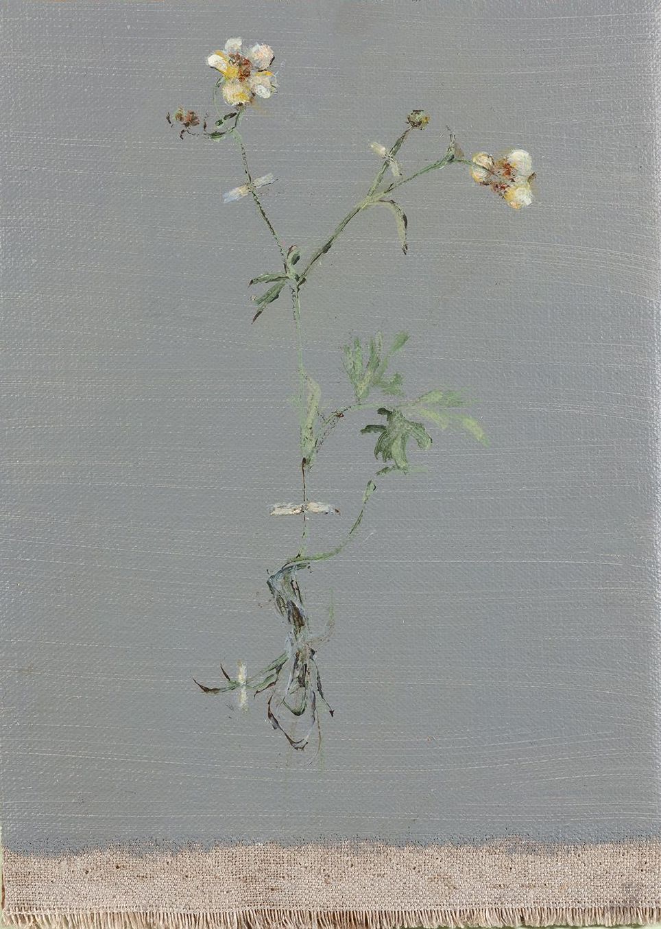 Geschilderde boterbloem op een lichtblauwe achtergrond, met een gerafelde onderkant.