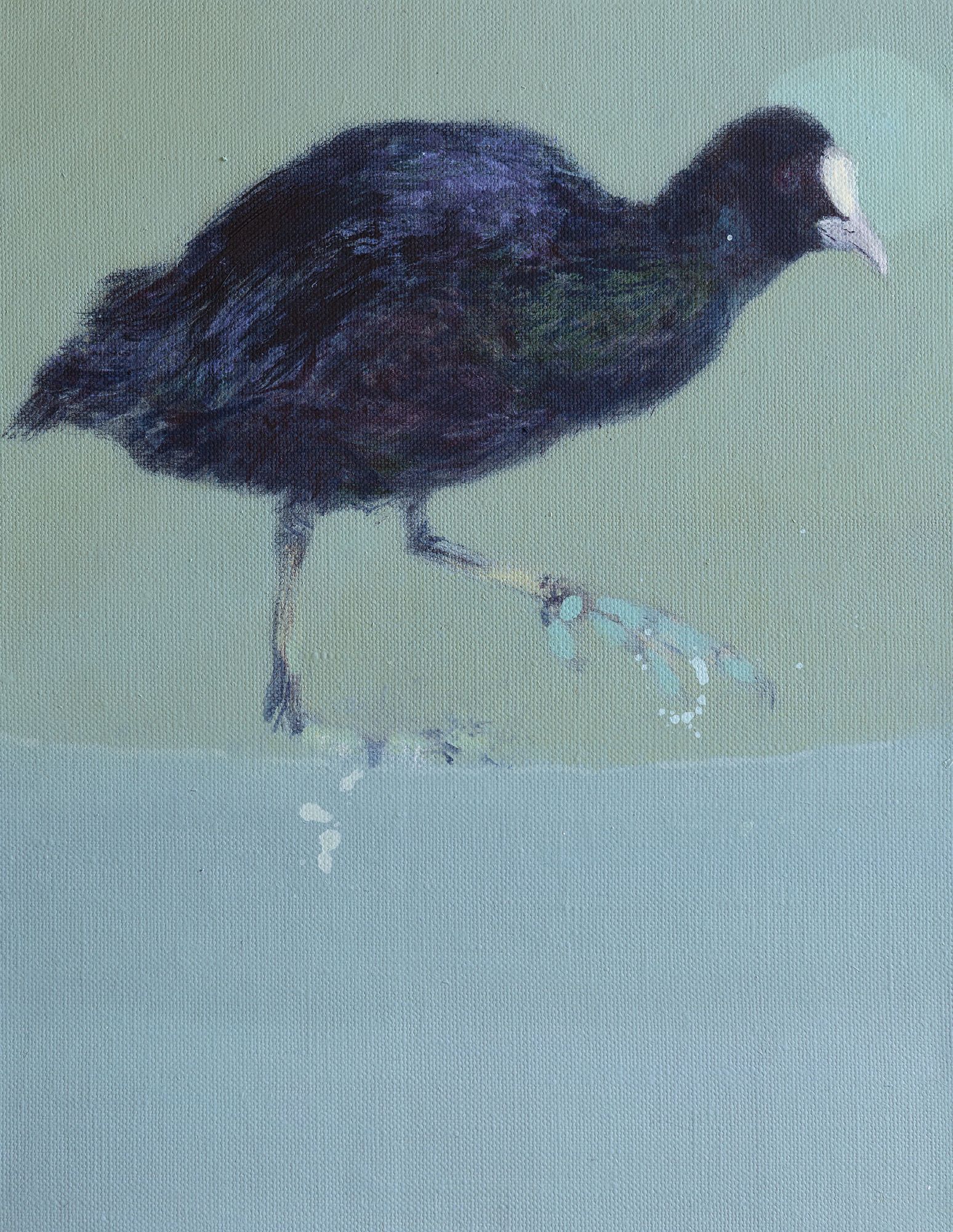 Zwarte vogel, meerkoet, op blauwgroene achtergrond.