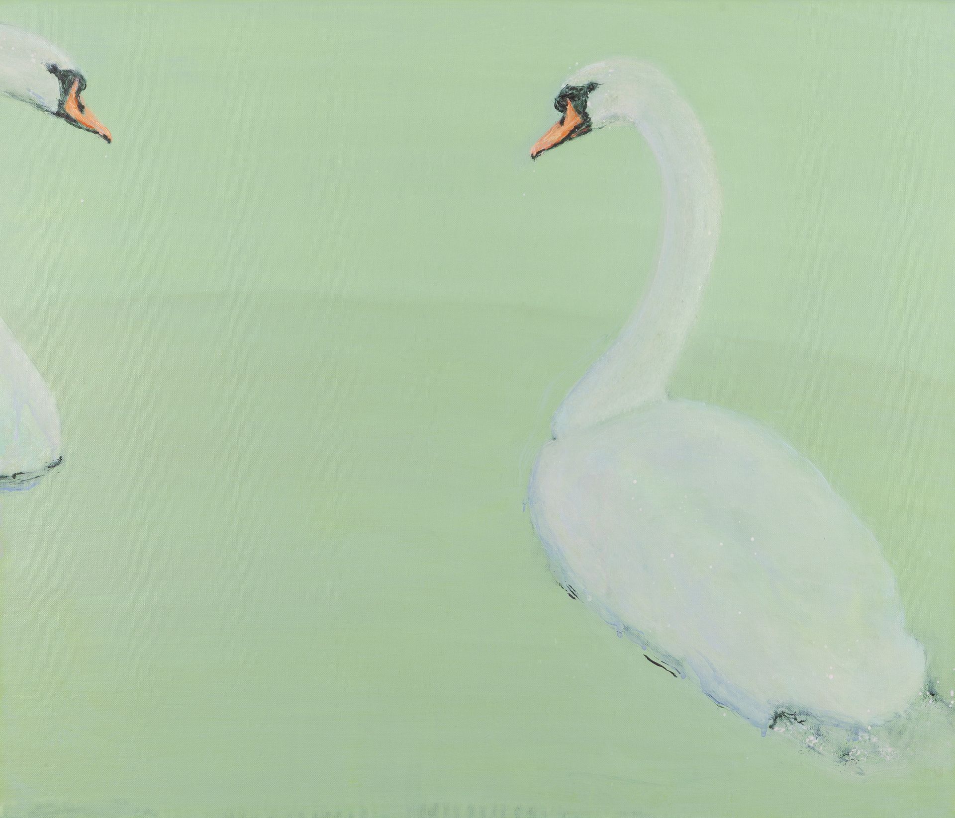Twee witte zwanen zwemmen in lichtgroen water, één in het midden en één gedeeltelijk zichtbaar aan de linkerkant.