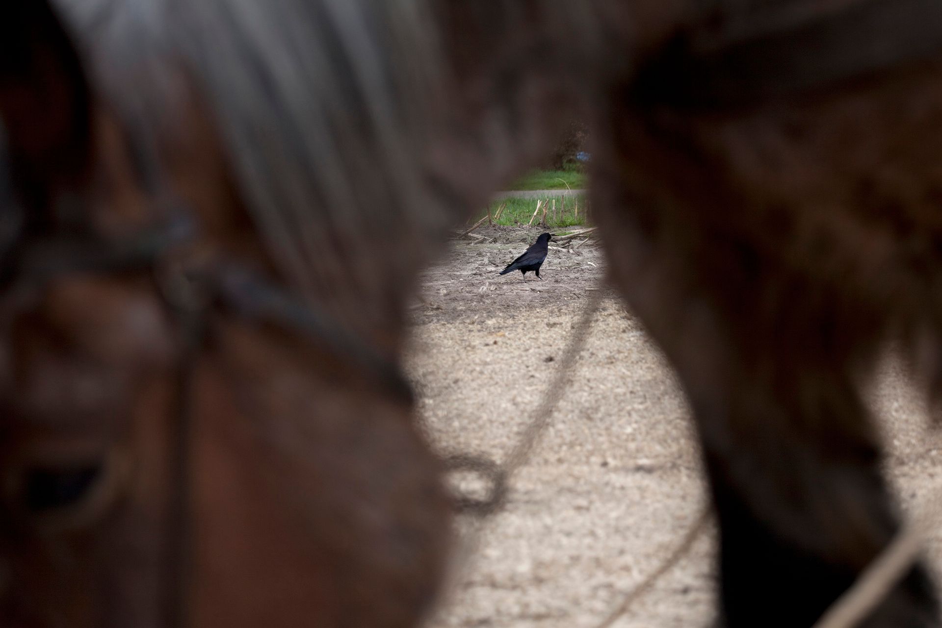 Een kraai en paard. Foto Elise Klinkert