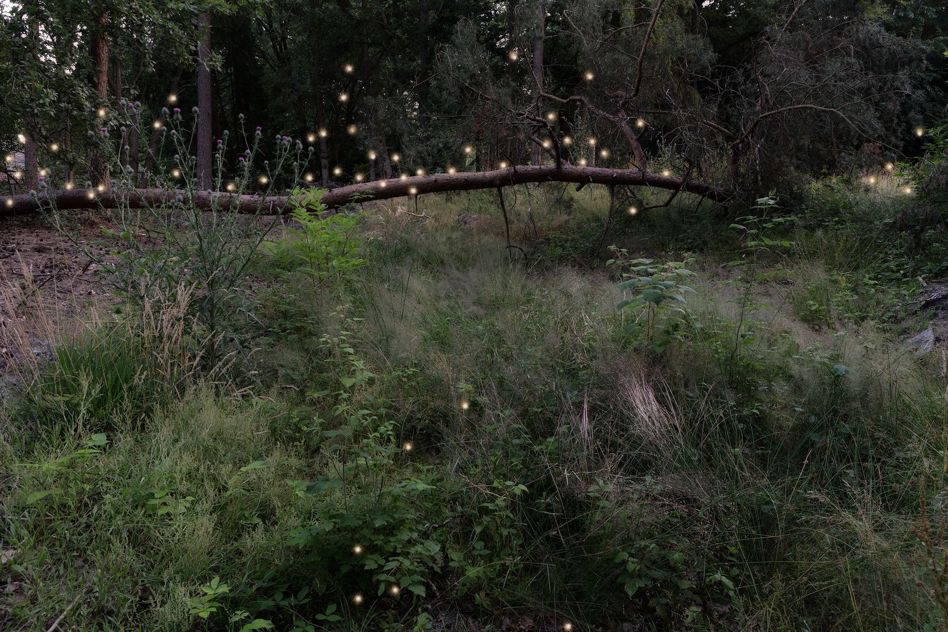 Weelderige groene heuvel met een omgevallen boom, versierd met veel kleine, gloeiende lichtjes in een bos.Foto Elise Klinkert