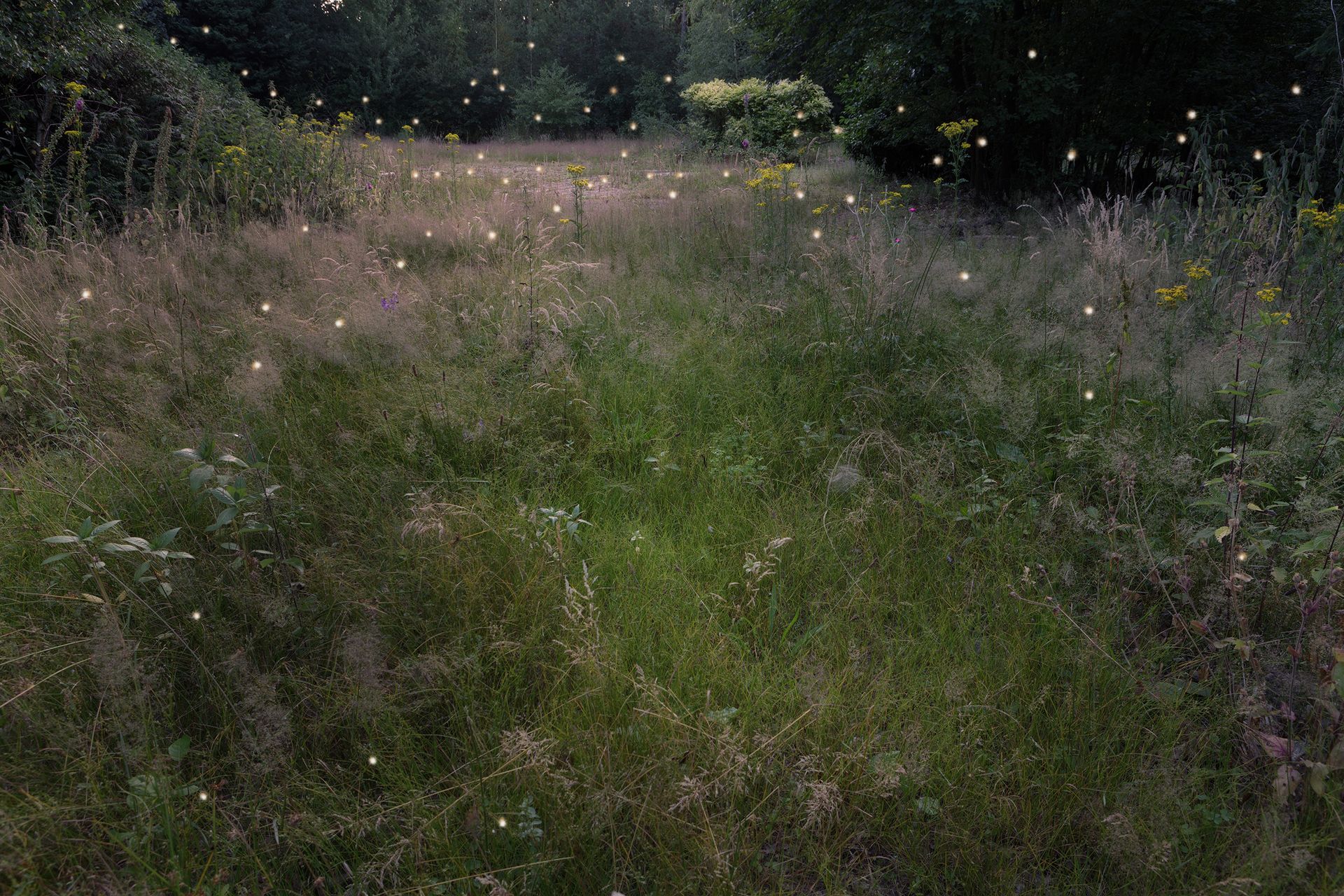 Vuurvliegjes verlichten een grasveld in de schemering. Foto Elise Klinkert