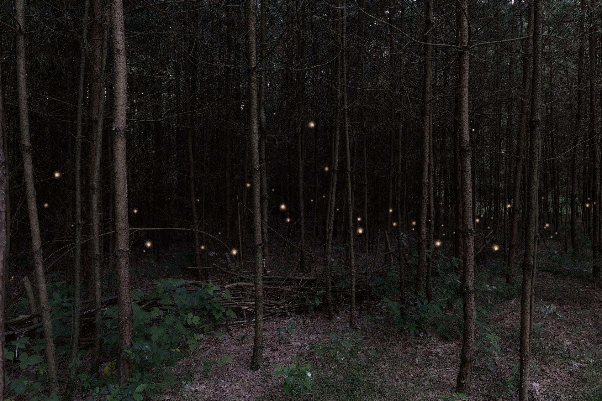 Donker bos met veel lichtgevende bollen die tussen de bomen hangen. Foto Elise Klinkert
