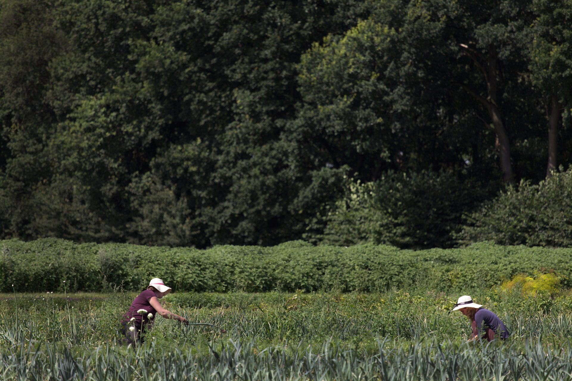 Twee mensen zijn bezig met de oogst op een veld met weelderige groene vegetatie en een bosrijke achtergrond.