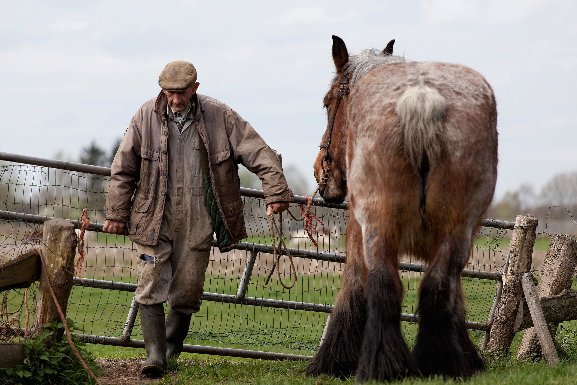 Een man in werkkleding leidt zijn Belgisch paard op een bewolkte dag langs een hek.