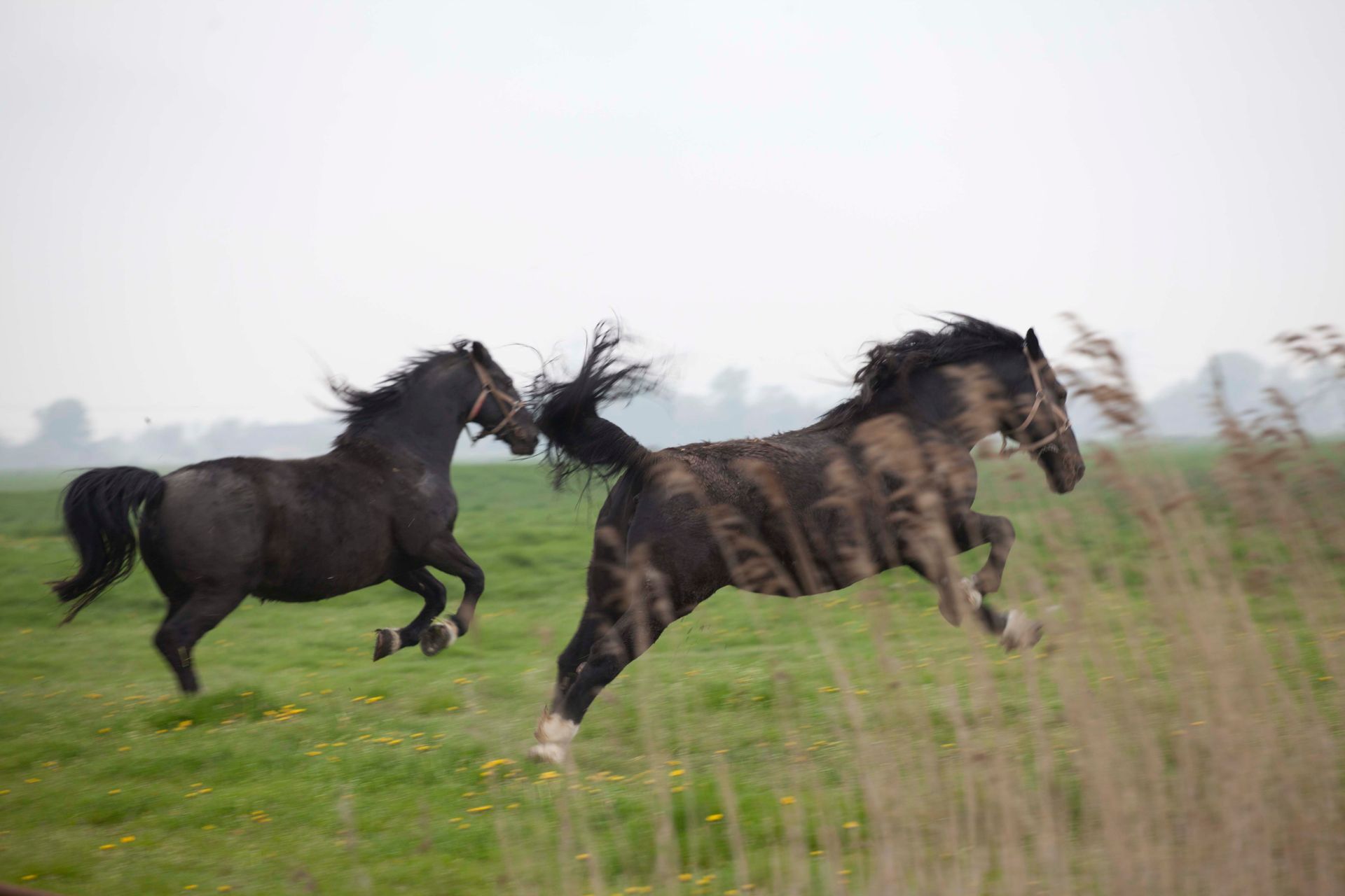 Twee Groninger paarden rennen in een groen weiland.Foto Elise Klinkert