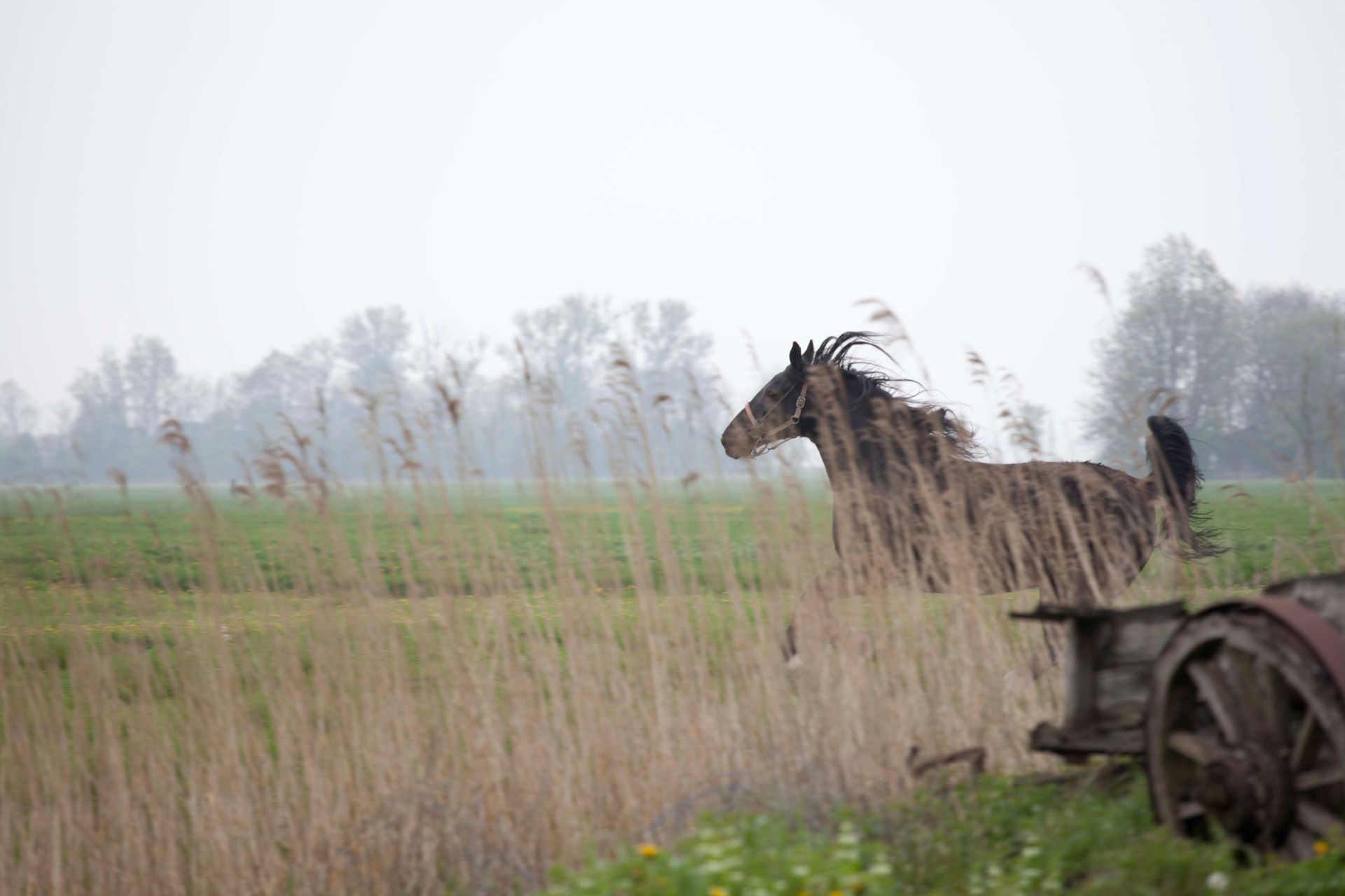 Een Groninger paard rent achter het hoge riet met op de voorgrond een oude kar. Foto Elise Klinkert