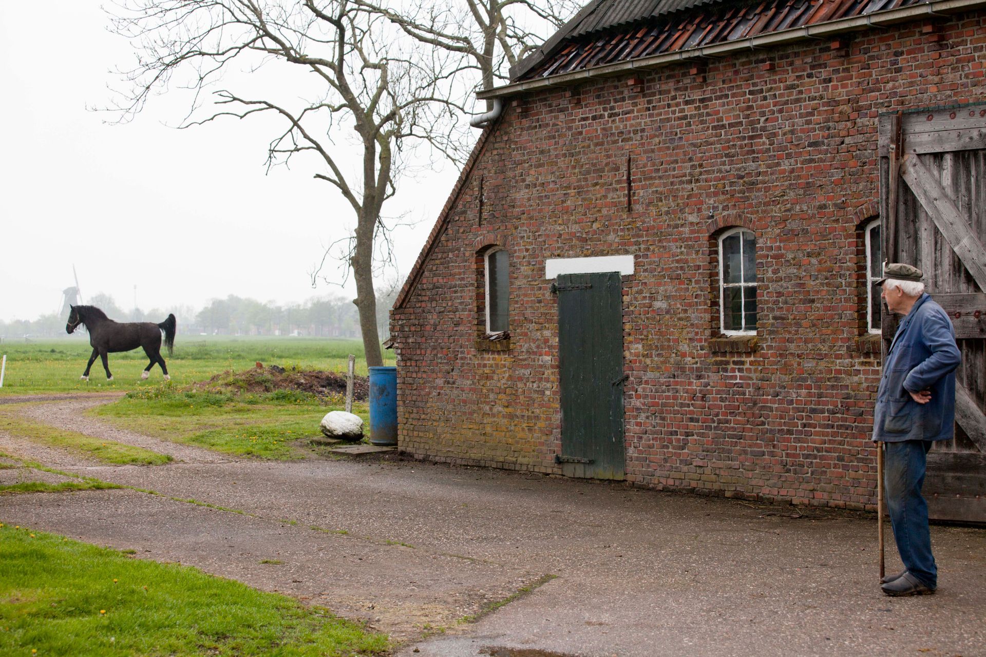 Een oudere man staat bij een stenen schuur; een Groninger paard loopt in het weiland. Bewolkte dag. Foto Elise Klinkert