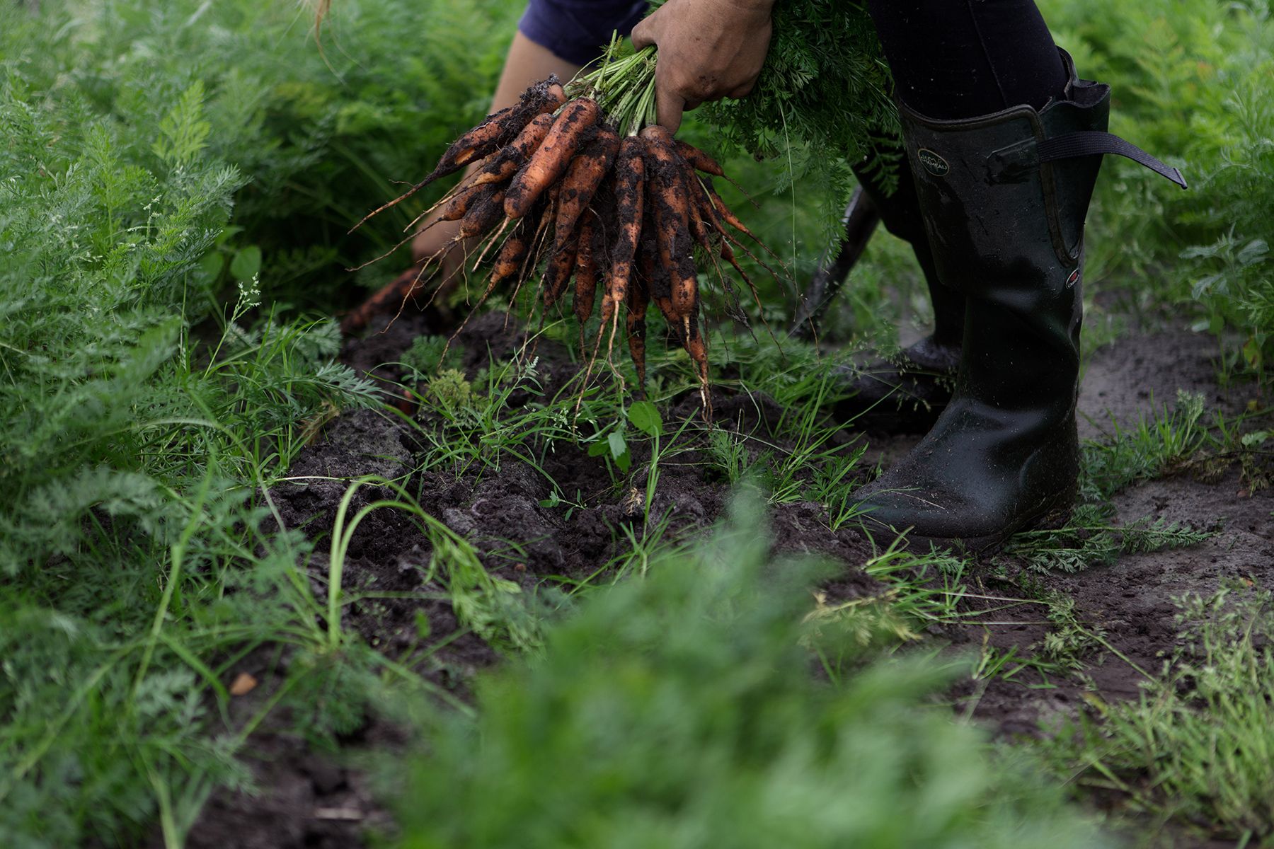 Een persoon in laarzen oogst wortels in een tuin en houdt een bos wortelgroenten vast.
