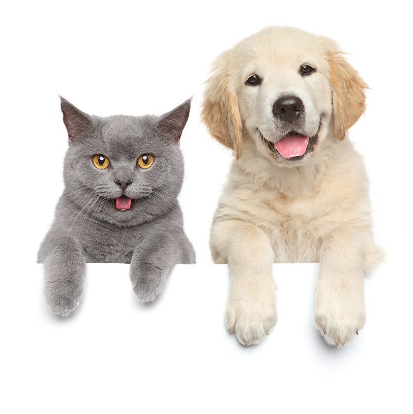 tips para mascotas, la salud de las mascotas, cuidar el peso de una mascota, bienestar animal, entre