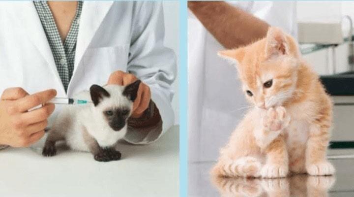 CONSULTORIO VETERINARIO PAM PET