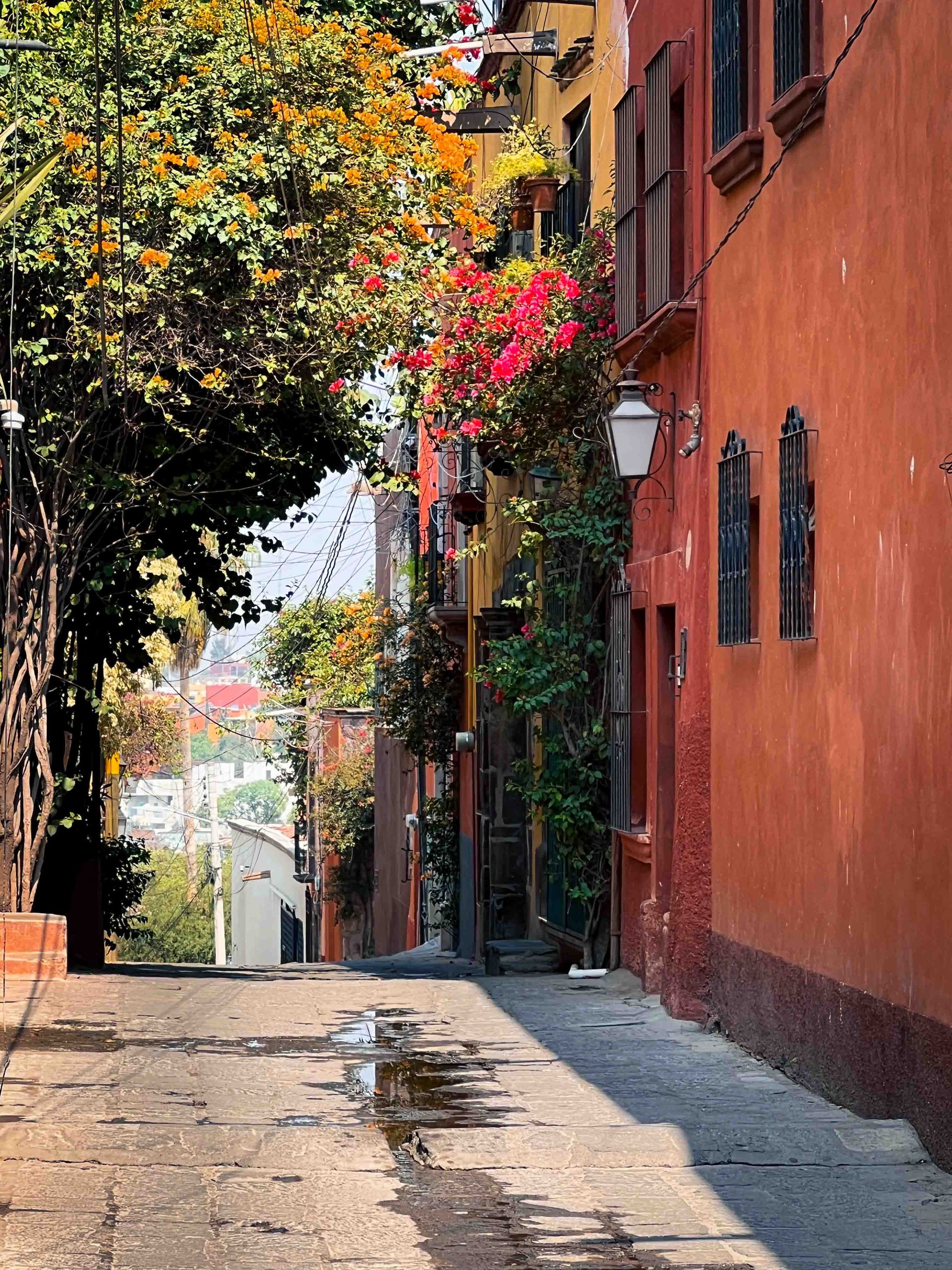 A narrow alleyway in San Miguel de Allende between two buildings with flowers on the side