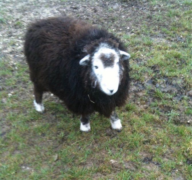 Living Rug Herdwicks