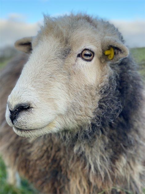 Herdwick Sheep Country Living