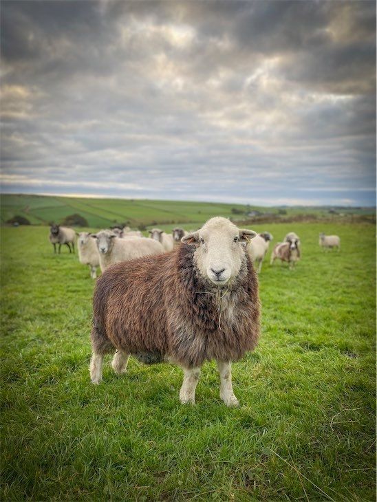 Herdwick Sheep Staffordshire Moorlands Meet the Flock - Handmade Felted Herdwick Fleece Rugs made in the Staffordshire Moorlands