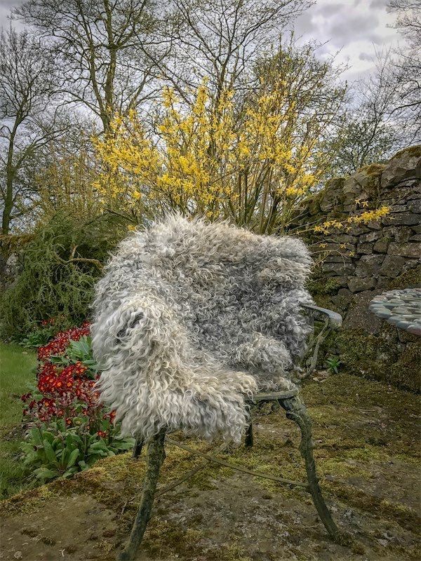 What is a Living Rug? Find out more about The Living Rug Company