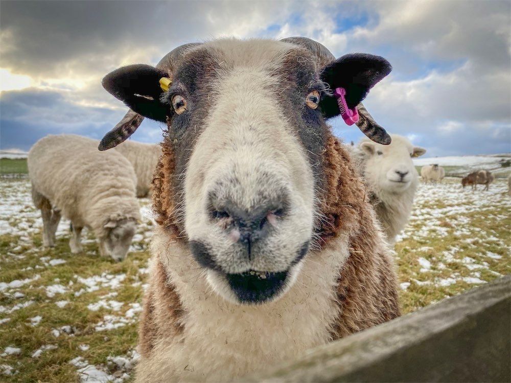 What is a ‘Living Rug® ’? Each piece is handcrafted from natural fleece, felted and finished by hand.